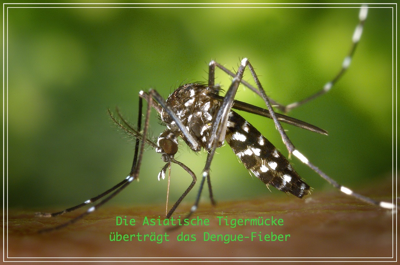 Das Dengue-Fieber wird von der asiatischen Tigermücke übertragen